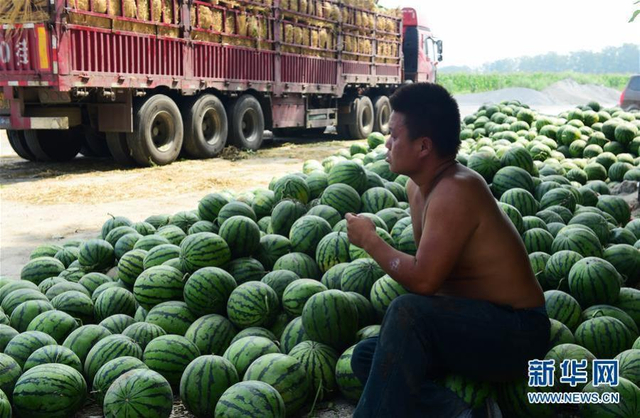 河南多地西瓜集中上市遭遇滞销，农民的甜蜜烦恼